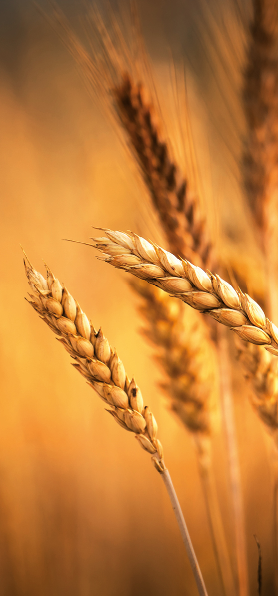 Immagine di un campo di grano al tramonto.